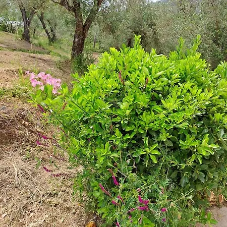 Evridiki Appartement